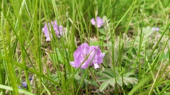 Gueldenstaedtia verna