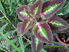 Coleus scutellarioides