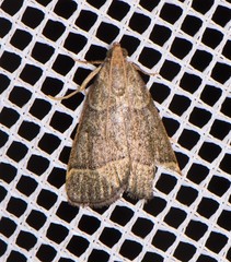 Hypsopygia decoloralis