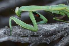 Paramantis sacra