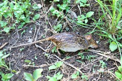 Lemniscomys striatus