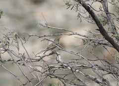 Phylloscopus neglectus