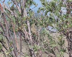 Phylloscopus neglectus