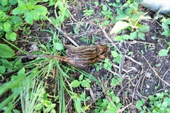 Lemniscomys striatus