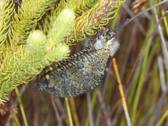 Palpares speciosus