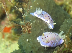 Goniobranchus thompsoni