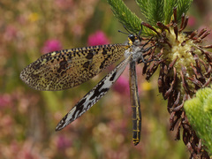 Palpares speciosus