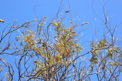 Erythrostemon pannosus