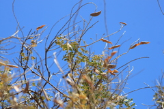 Erythrostemon pannosus