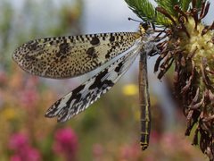 Palpares speciosus