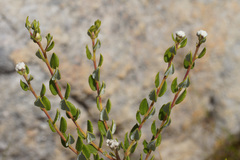 Phylica nervosa