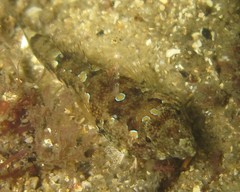 Synchiropus calauropomus