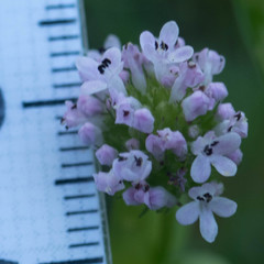 Plectritis congesta brachystemon