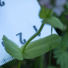 Plectritis congesta brachystemon