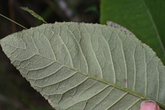 Brachyglottis hectorii