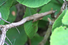 Brachyglottis hectorii