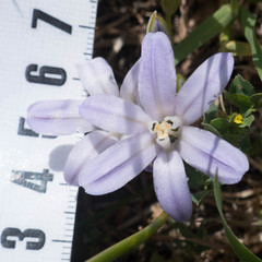 Brodiaea terrestris