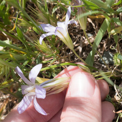 Brodiaea terrestris