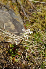 Micranthes rufidula