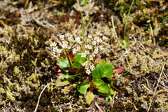 Micranthes rufidula