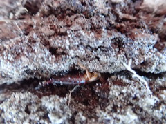Anisolabis littorea