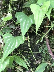 Dioscorea collettii
