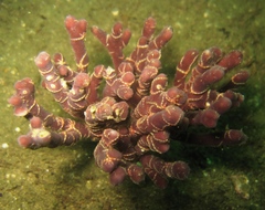 Ophiothela