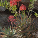Mitre Aloe - Photo (c) Felix Riegel, some rights reserved (CC BY-NC), uploaded by Felix Riegel