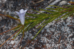 Prismatocarpus brevilobus