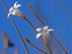 Prismatocarpus brevilobus