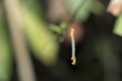 Milionia zonea pryeri