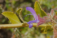 Salvia albicaulis