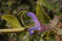 Salvia albicaulis