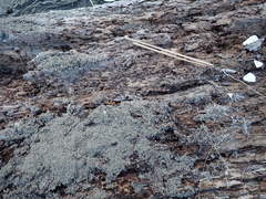 Anisolabis littorea
