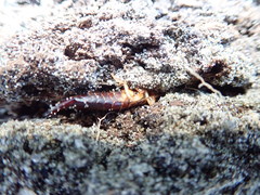 Anisolabis littorea