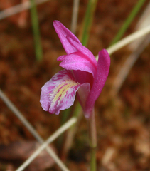 Arethusa bulbosa