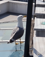 Larus michahellis