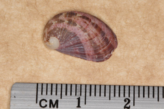 Stomatella impertusa
