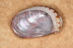 Stomatella impertusa