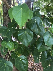 Hernandia nymphaeifolia