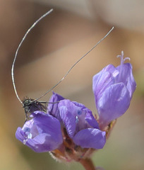 Adela singulella