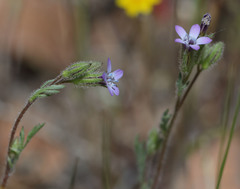 Allophyllum gilioides