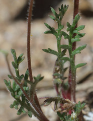 Allophyllum gilioides