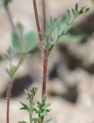 Allophyllum gilioides