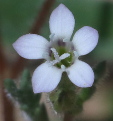 Allophyllum gilioides