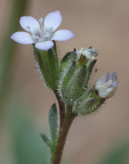 Allophyllum gilioides