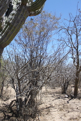 Erythrostemon pannosus