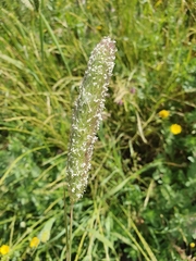 Phalaris paradoxa