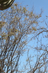 Erythrostemon pannosus