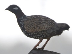 Francolinus francolinus